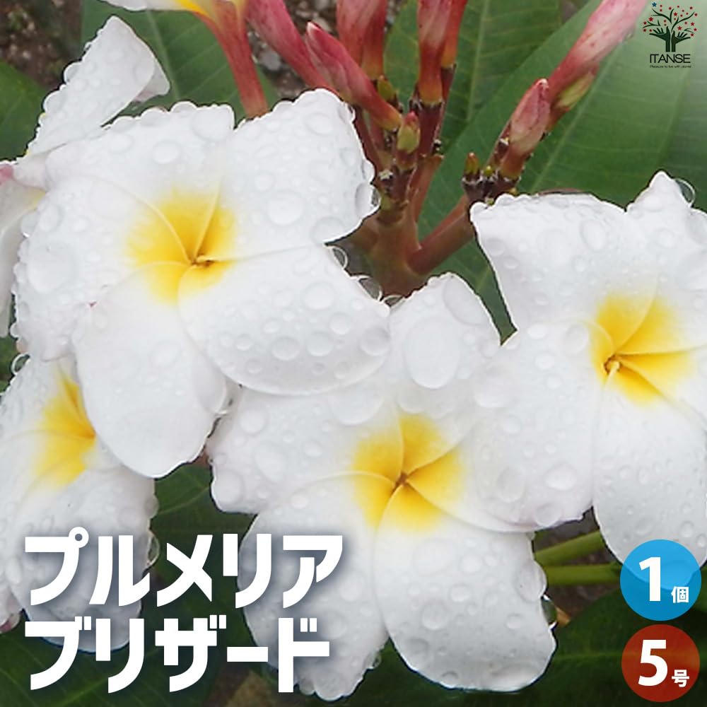 The Exotic Plumeria ハードカバー（プルメリア図鑑） The Exotic Plumeria ハードカバー（プルメリア図鑑） 1F
